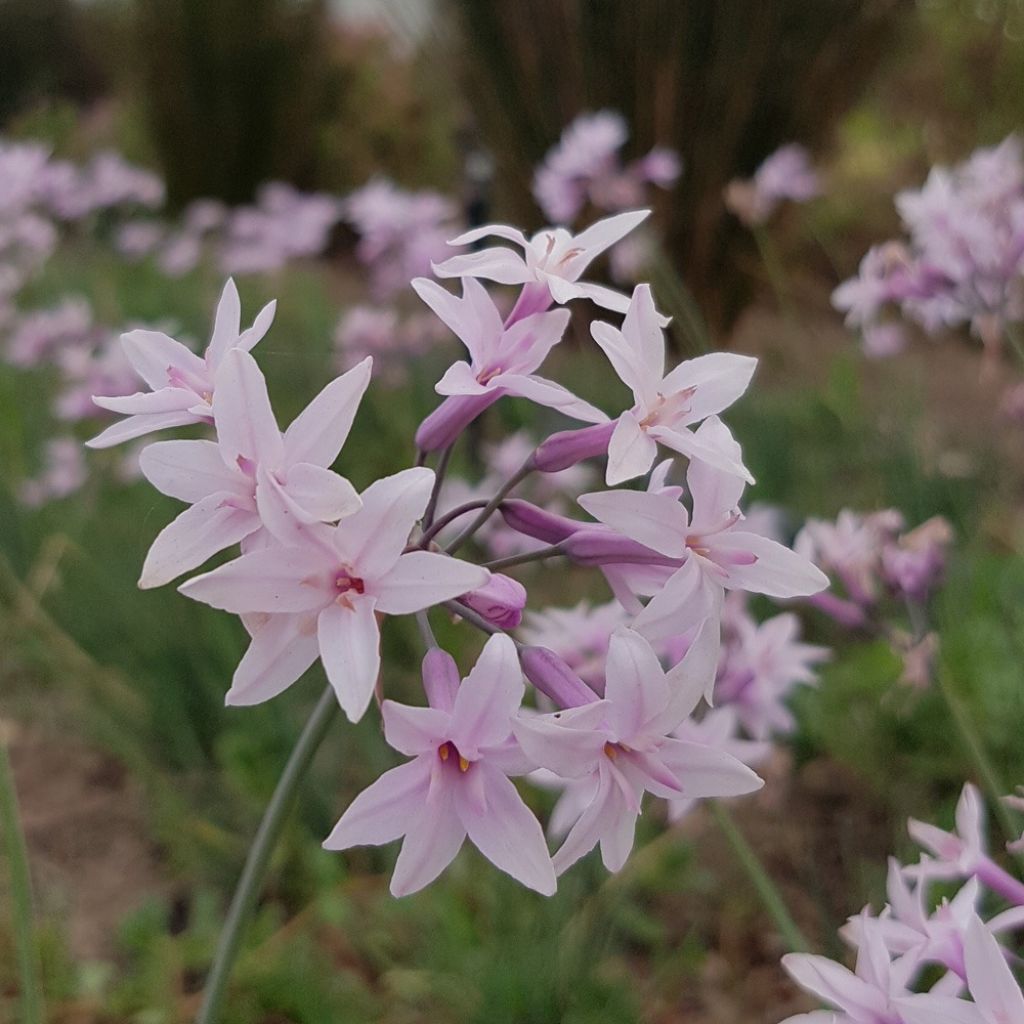 Tulbaghia violacea Ashanti - Kaapse knoflook
