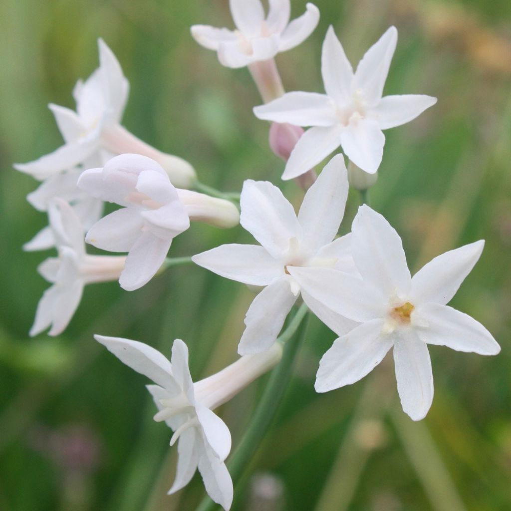 Tulbaghia violacea Pearl - Kaapse knoflook