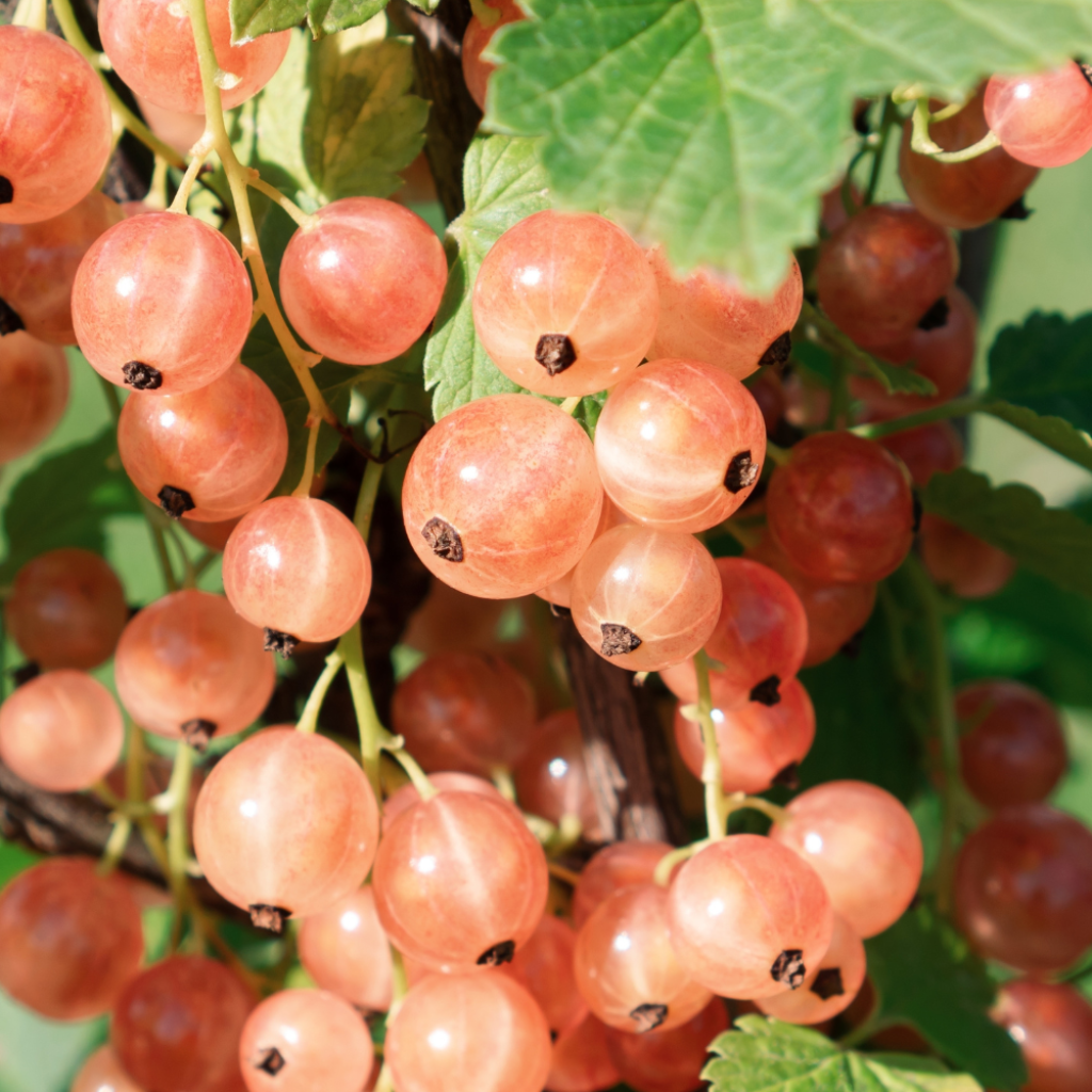 Rode aalbes Gloire des Sablons