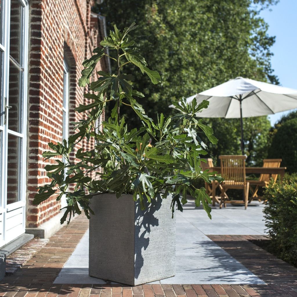 Dwergvijgenboom Figality