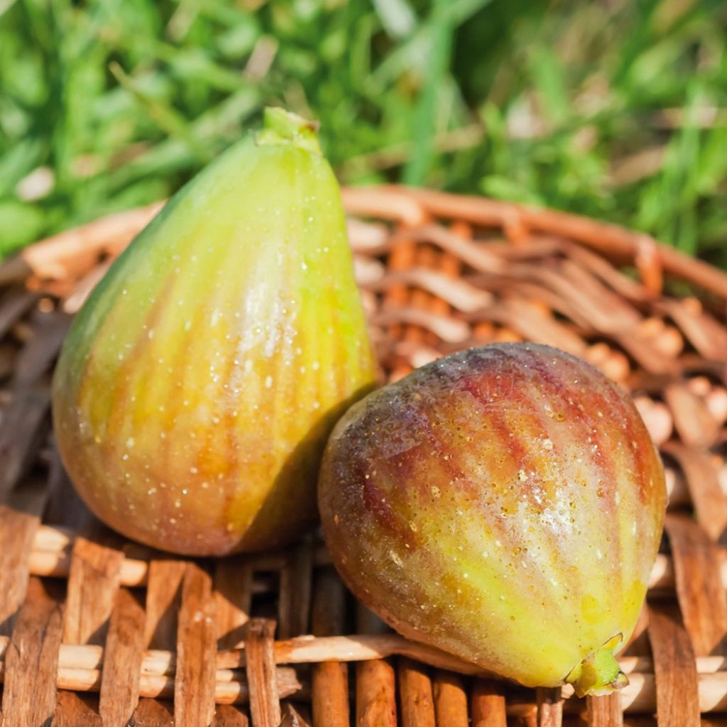 Vijgenboom Goutte d'Or