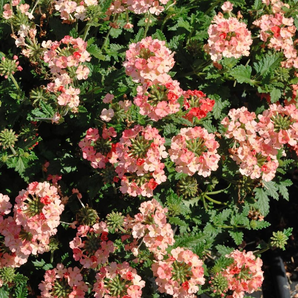 Verbena Superbena Royale Peachy Keen - Hangverbena