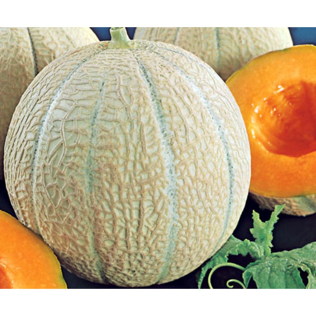 Cantaloupe-meloen Anasta F1 (jonge planten - geënt)