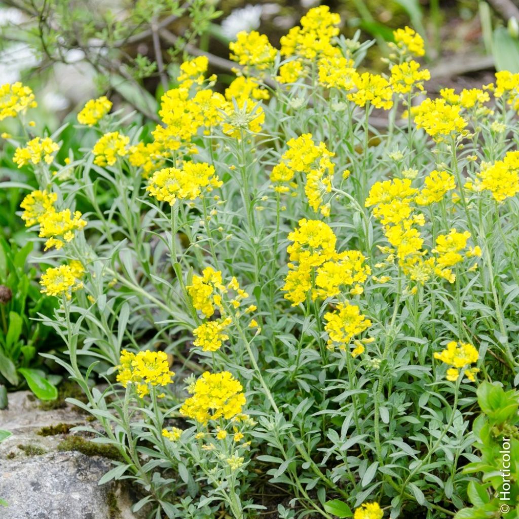 Alyssum montanum Berggold - Schildzaad