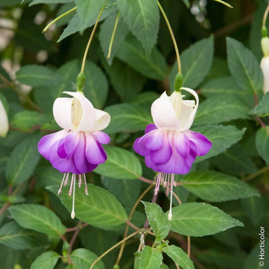 Fuchsia Blue Sarah - Winterharde fuchsia