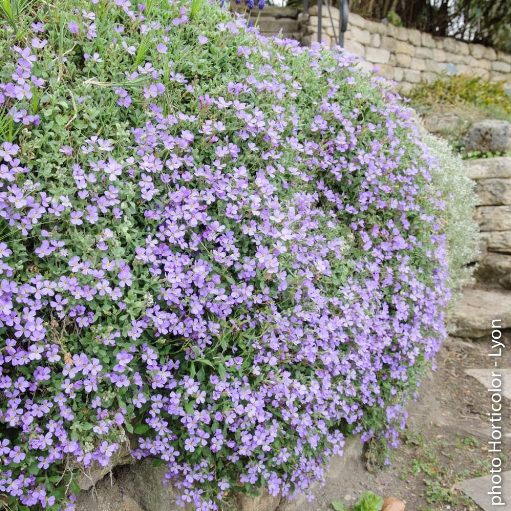 Blauwkussen Cascade Blue - Aubrieta