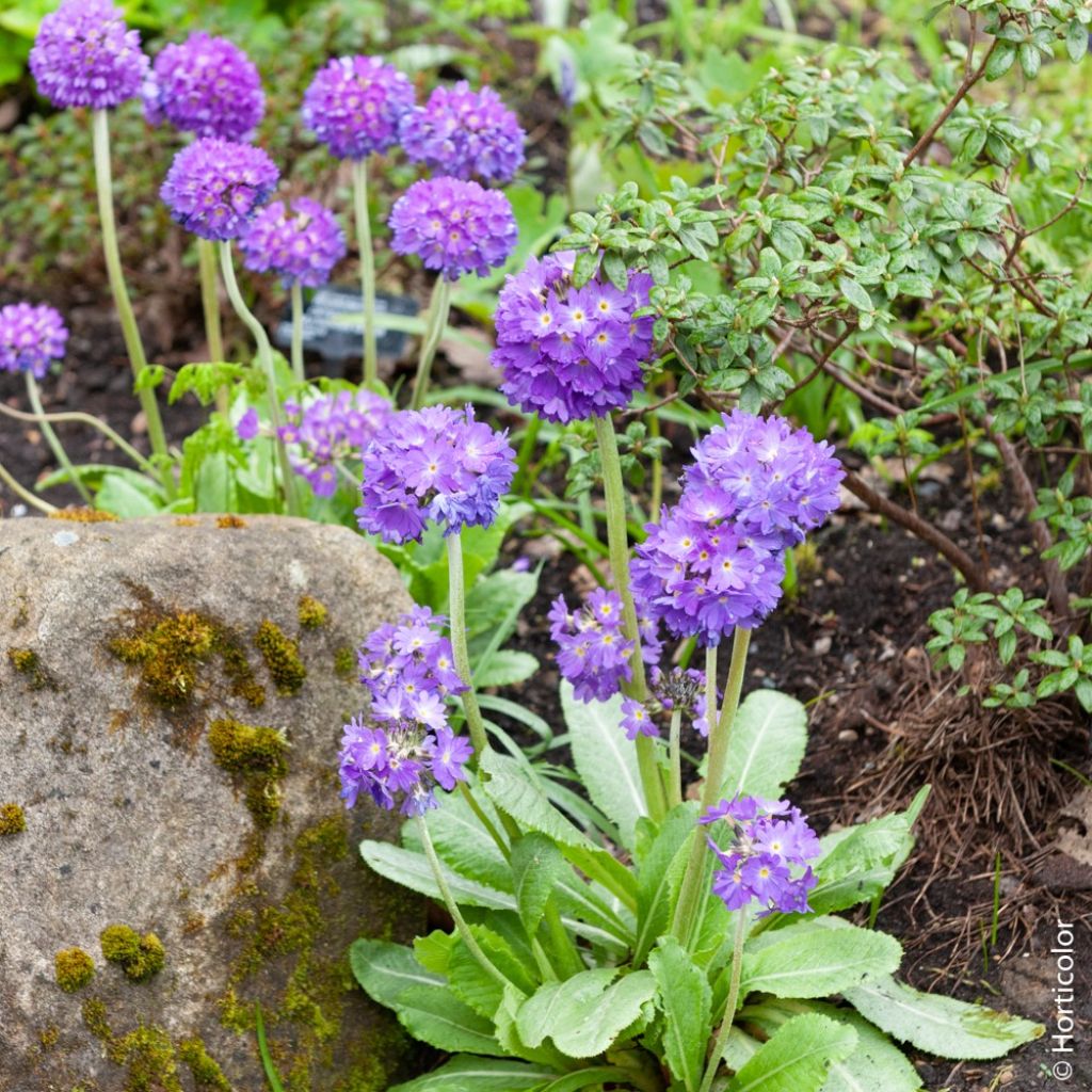 Primula denticulata Cashmiriana - Kogelprimula