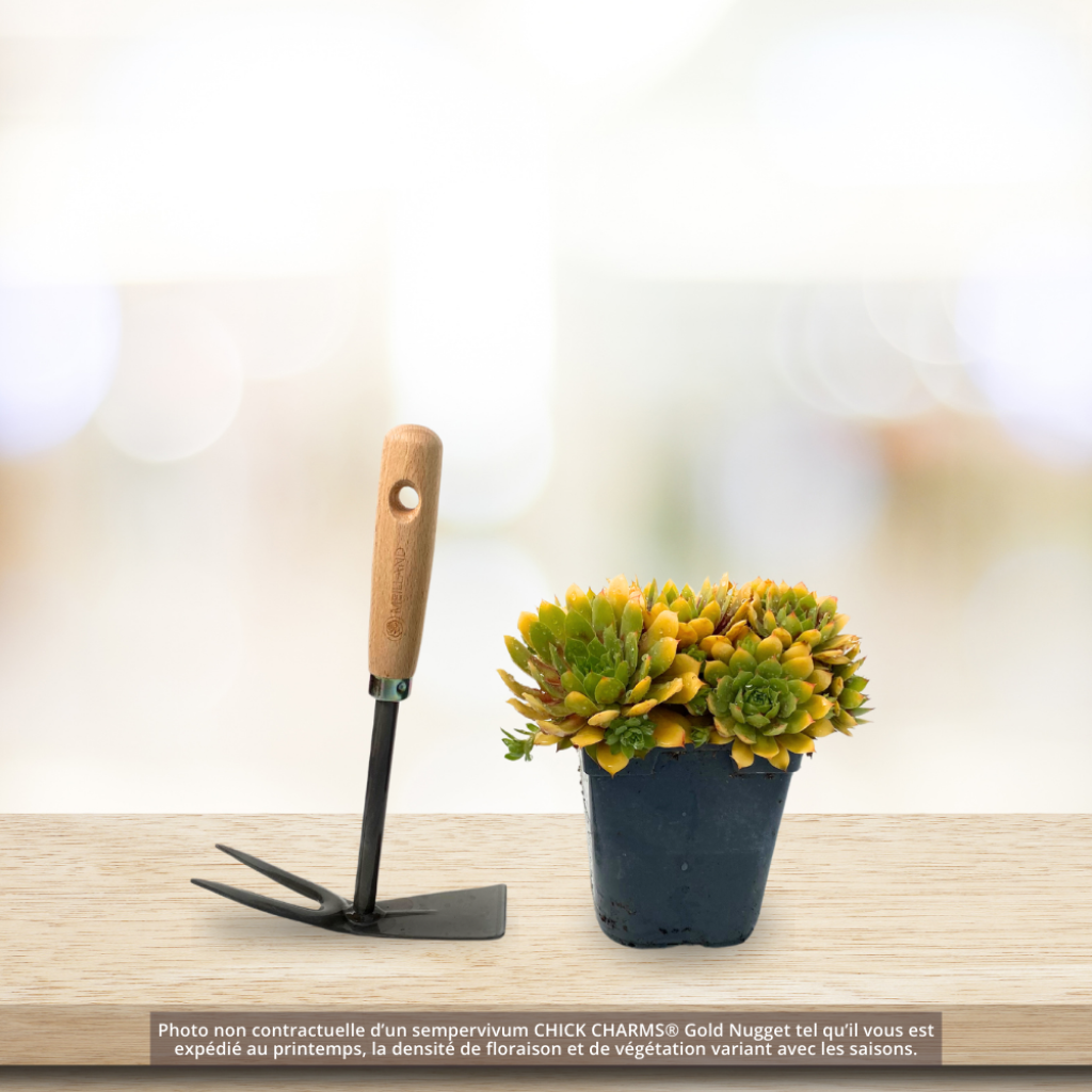Sempervivum Chick Charms Gold Nugget - Huislook