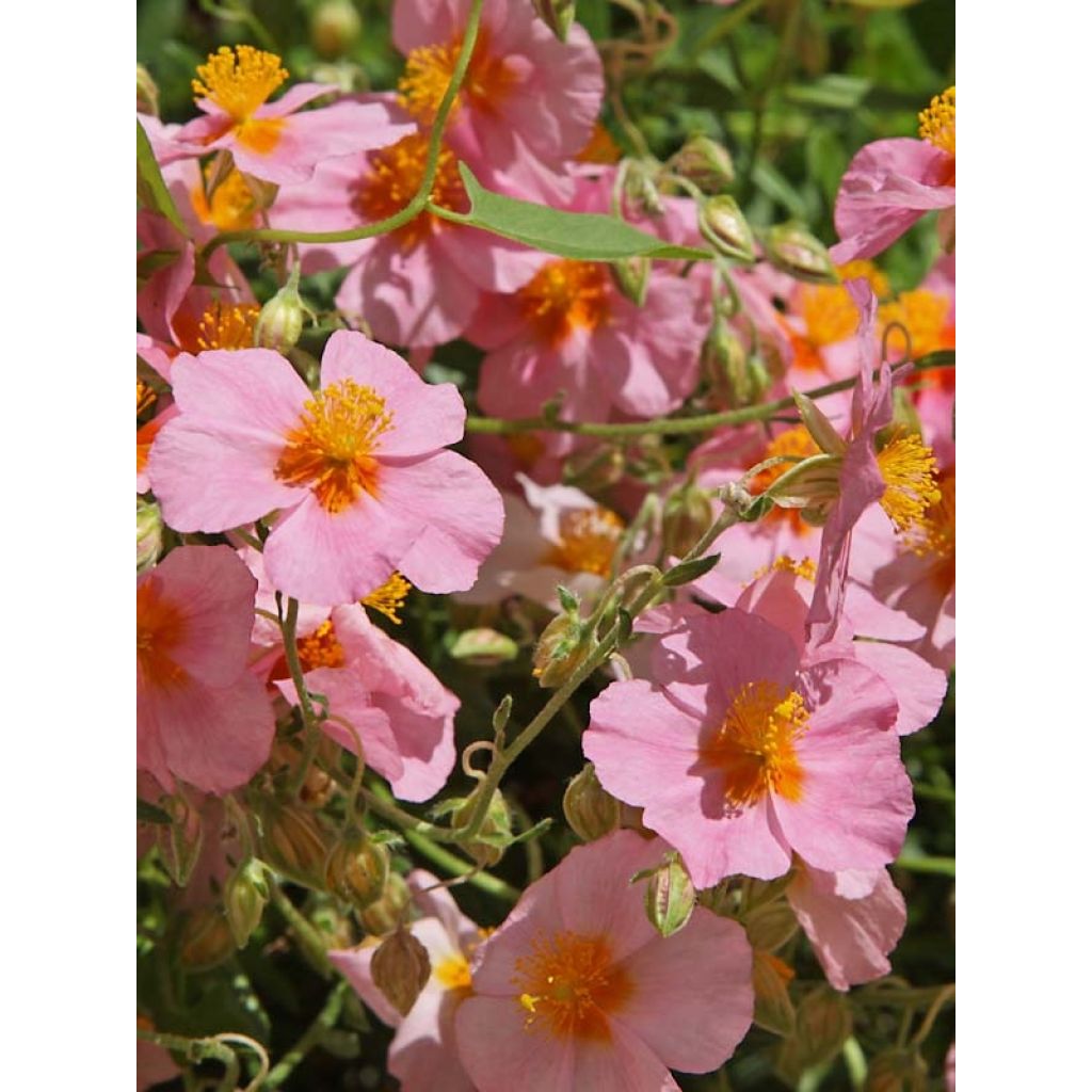 Helianthemum Lawrensons Pink - Zonneroosje