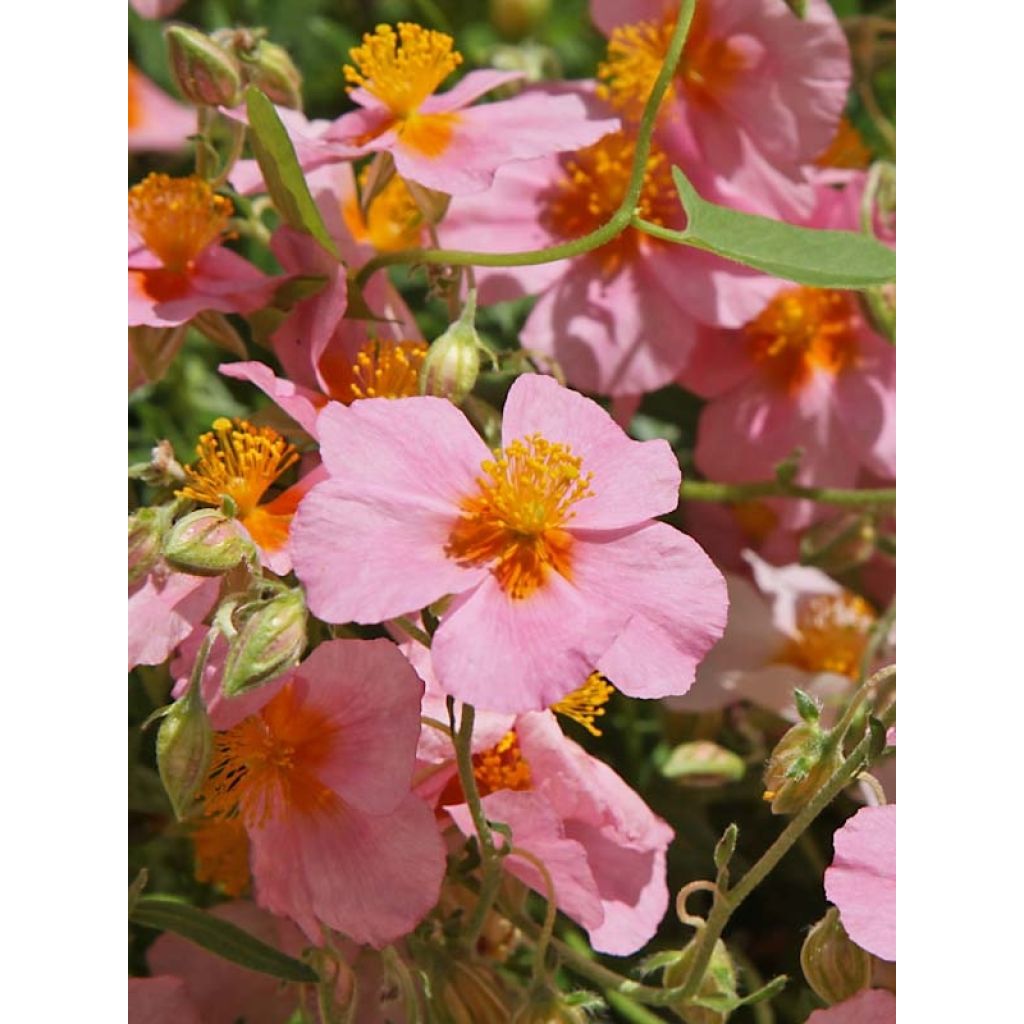 Helianthemum Lawrensons Pink - Zonneroosje