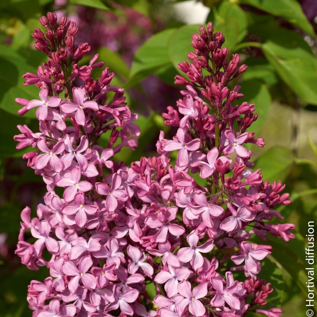 Syringa vulgaris Princesse Sturdza - Gewone sering