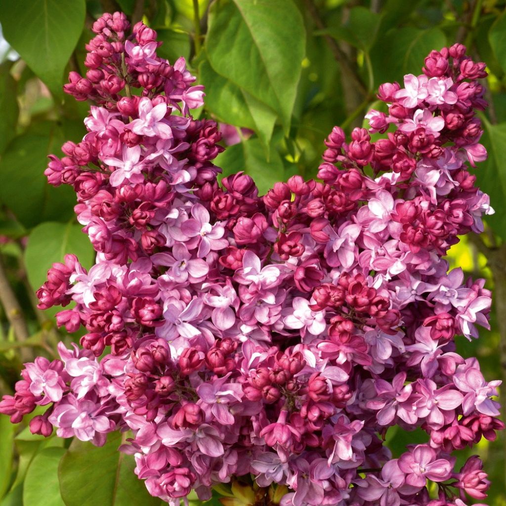 Syringa vulgaris Prince Wolkonsky - Gewone sering