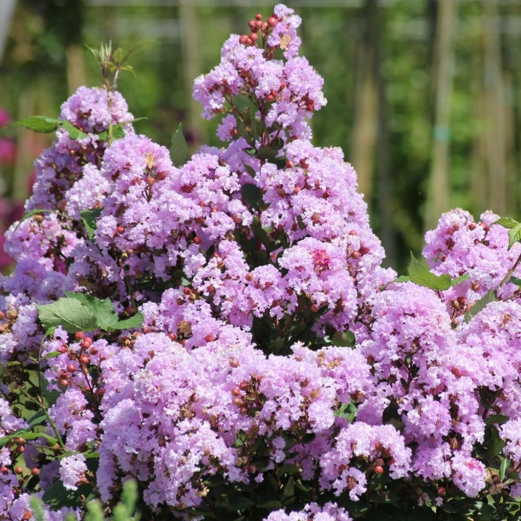 Lagerstroemia indica Camaïeu d'Eté - Indische sering