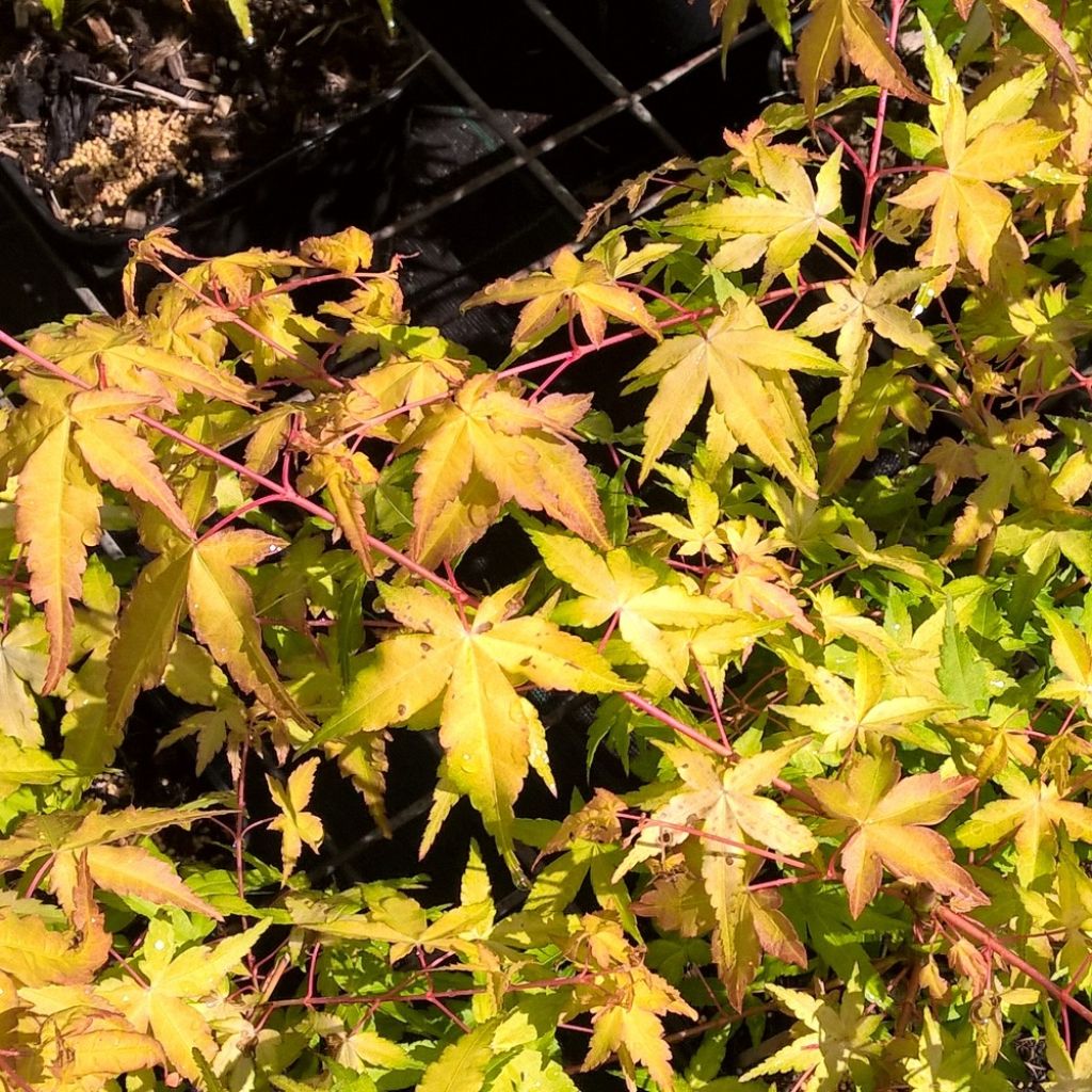Acer palmatum Ueno Yama - Japanse esdoorn
