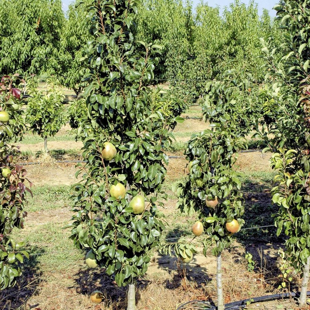 Zuilvormige perenboom Obelisk