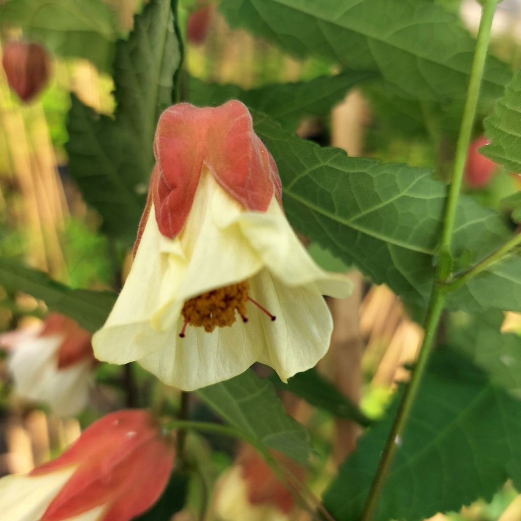 Abutilon megapotamicum Ines - Belgische vlag