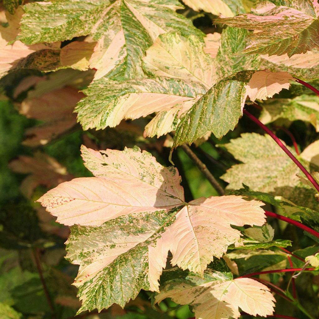 Acer pseudoplatanus Simon-Louis Frères - Gewone esdoorn