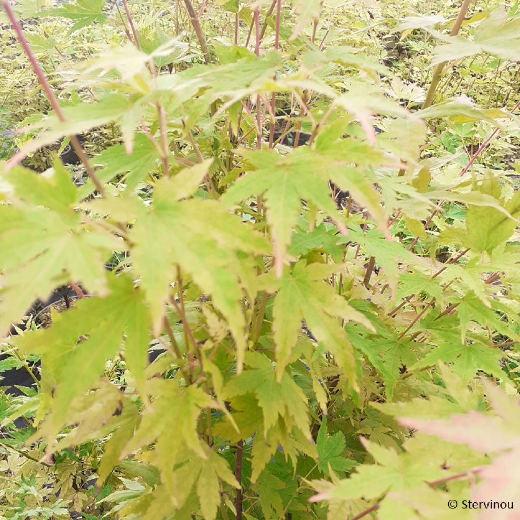 Acer palmatum Red Wood - Japanse esdoorn