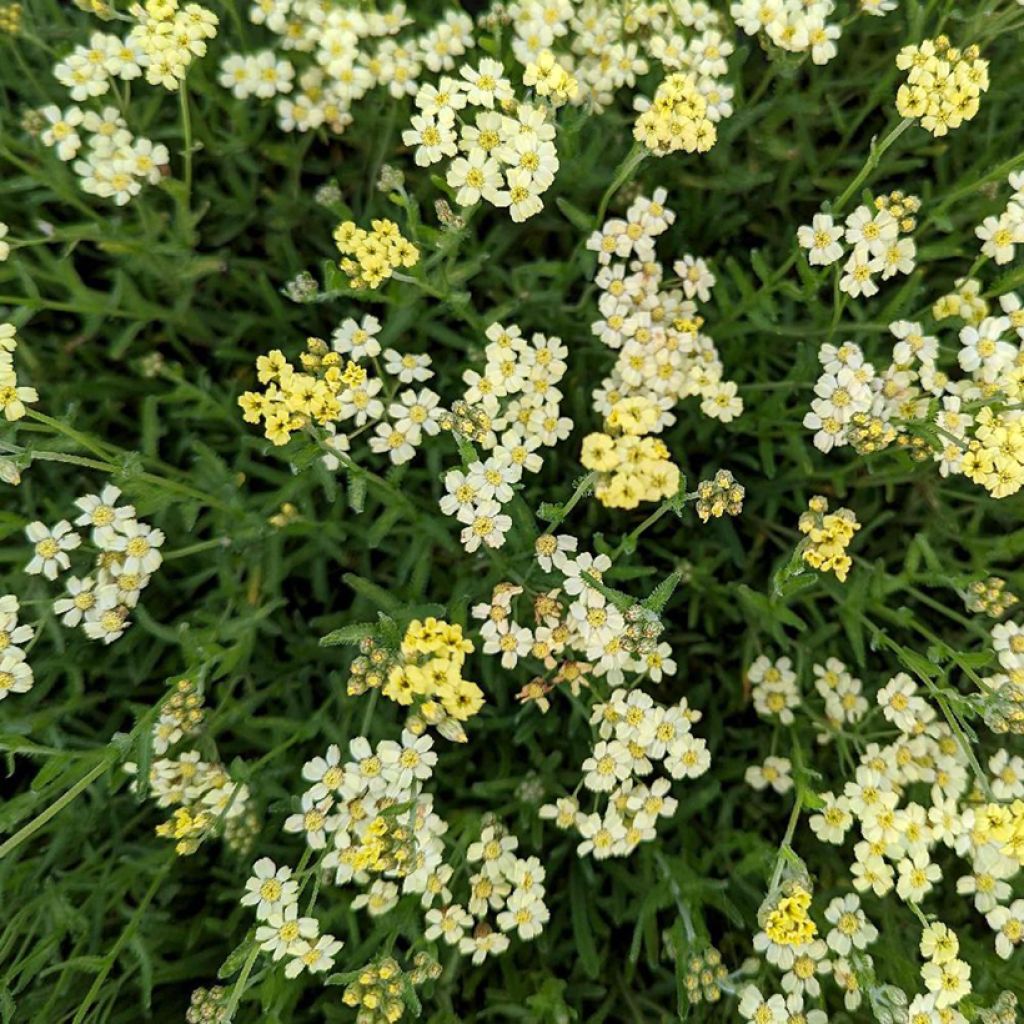 Achillea lewisii King Edward - Duizendblad