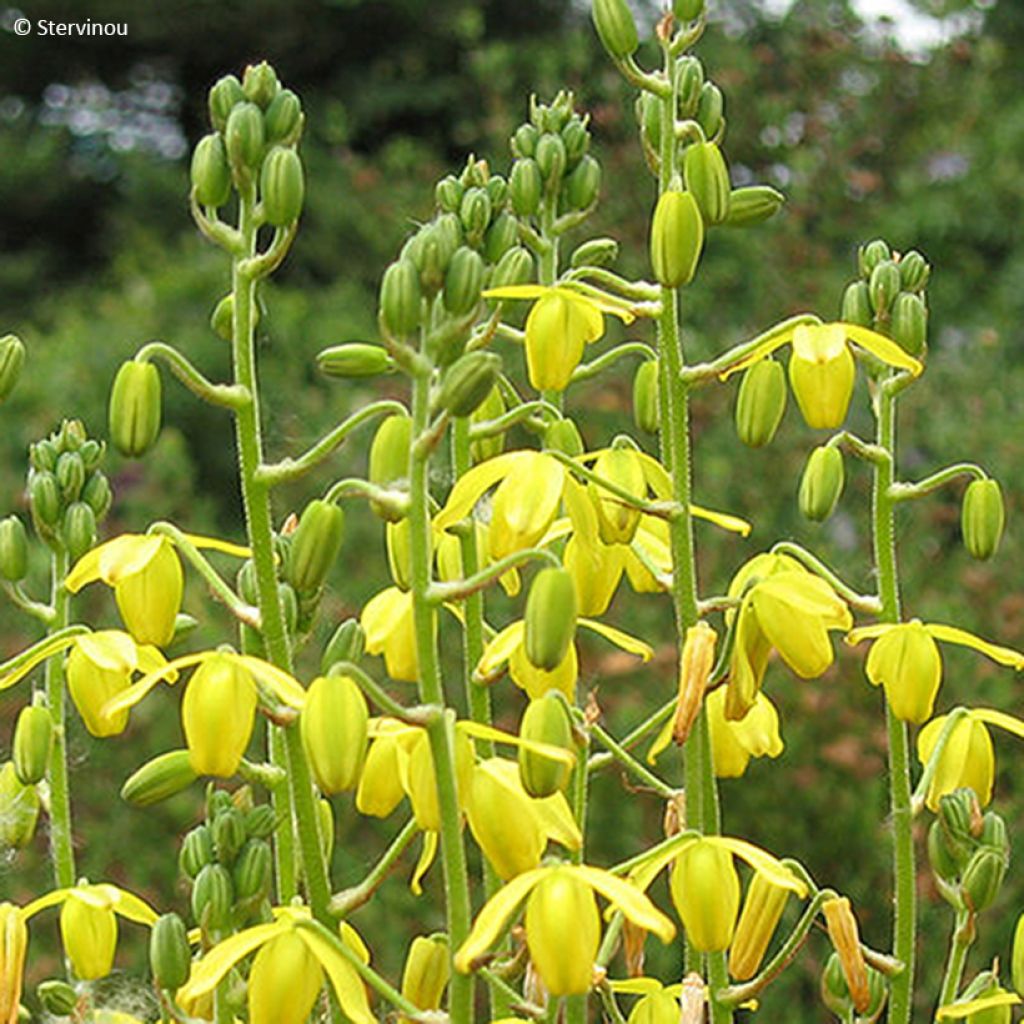 Albuca shawii - Slijmbloem