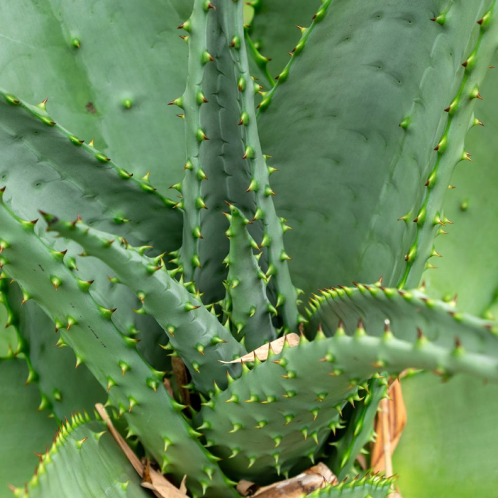 Aloe ferox - Kortbladige aloë