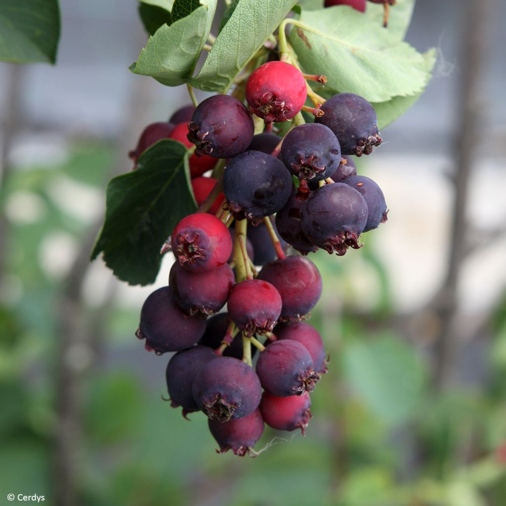 Krentenboompje Martin