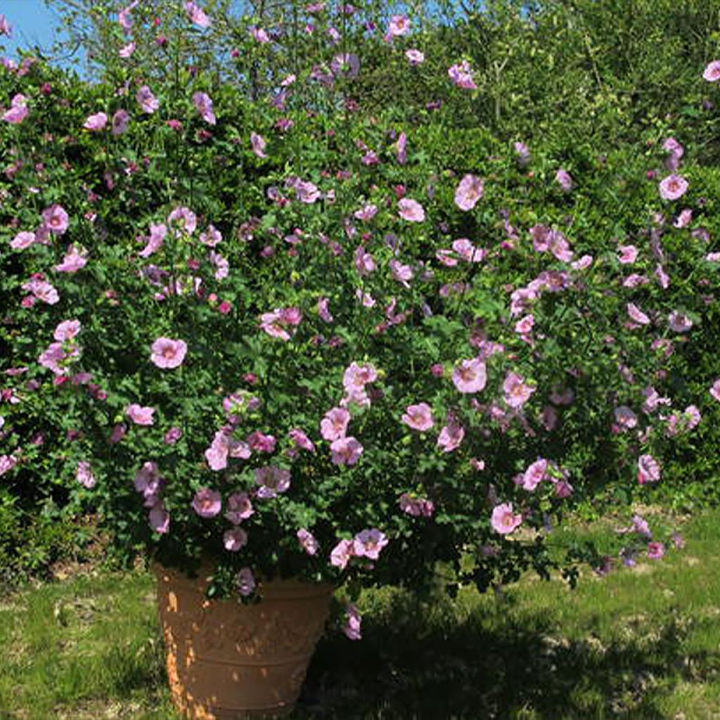 Anisodontea malvastroides Cristal - Kaapse malva roze