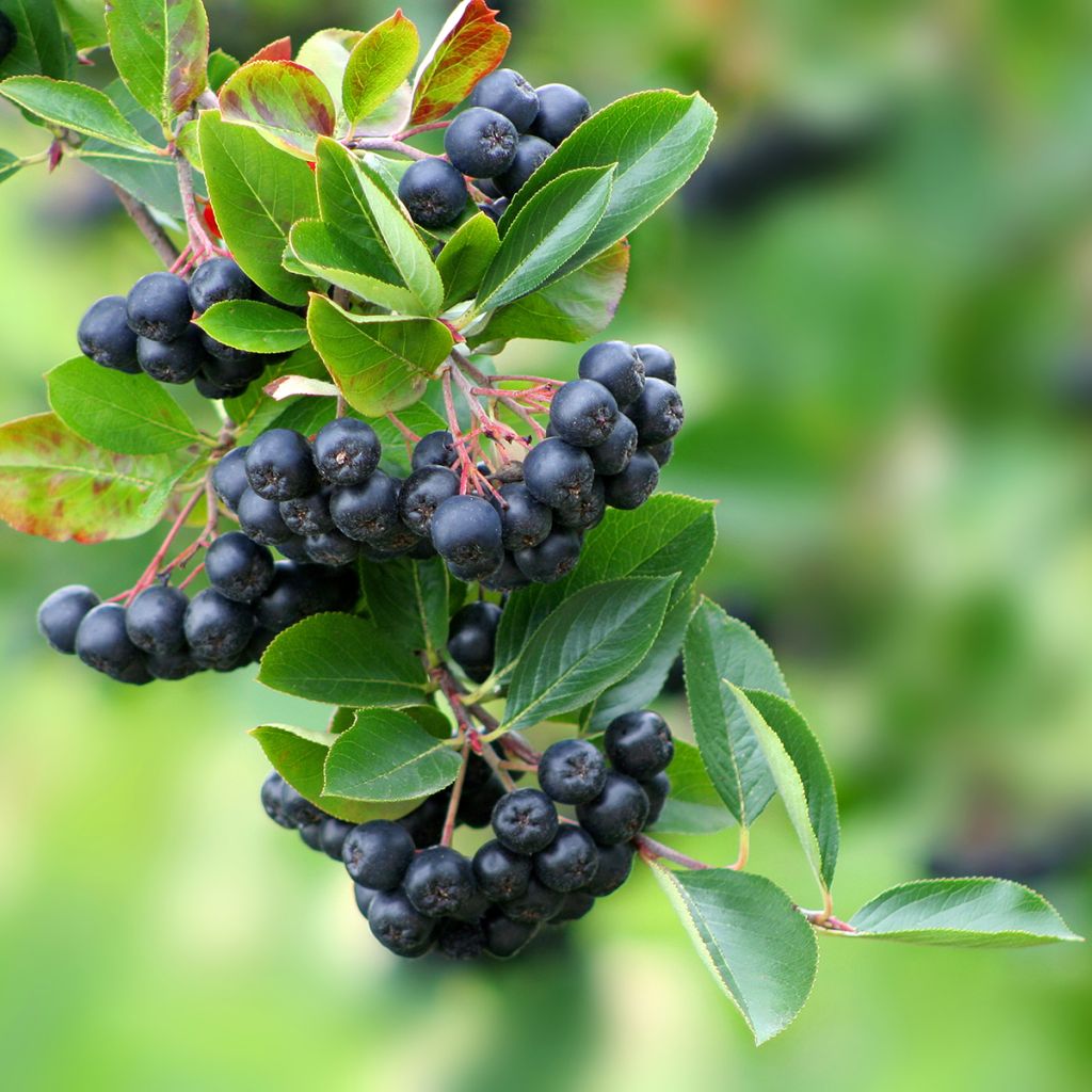 Appelbes Lowberry Little Helpers - Aronia