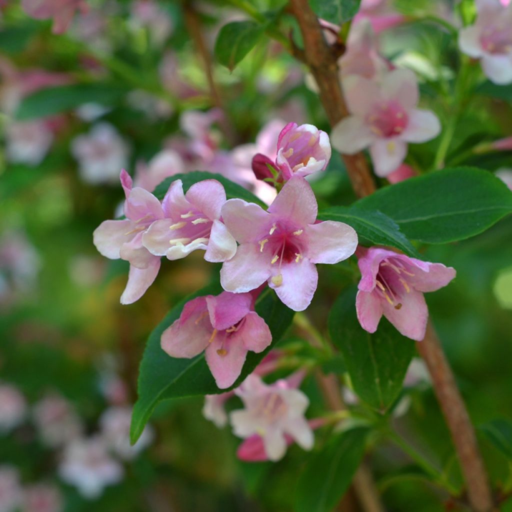 Abelia Edward Goucher - Glanzende abelia