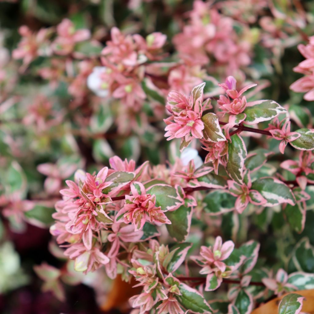 Abelia Magic Daydream - Glanzende abelia
