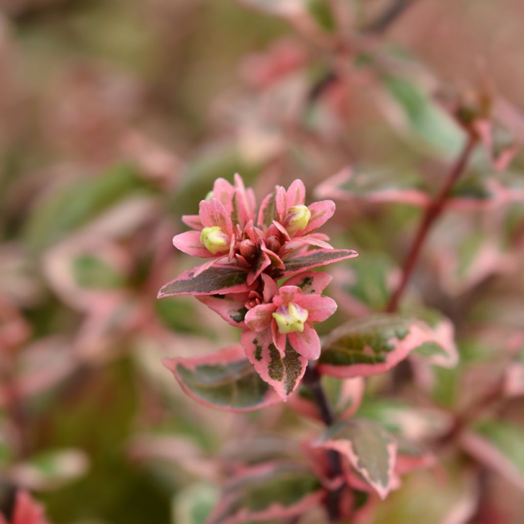 Abelia Magic Daydream - Glanzende abelia