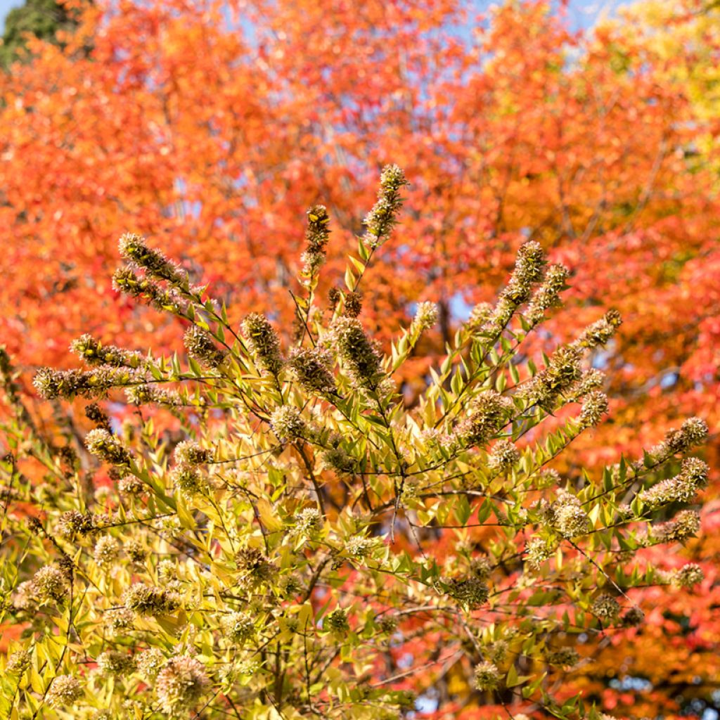 Abelia chinensis - Chinese abelia