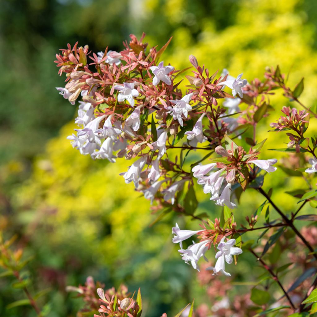 Abelia chinensis - Chinese abelia
