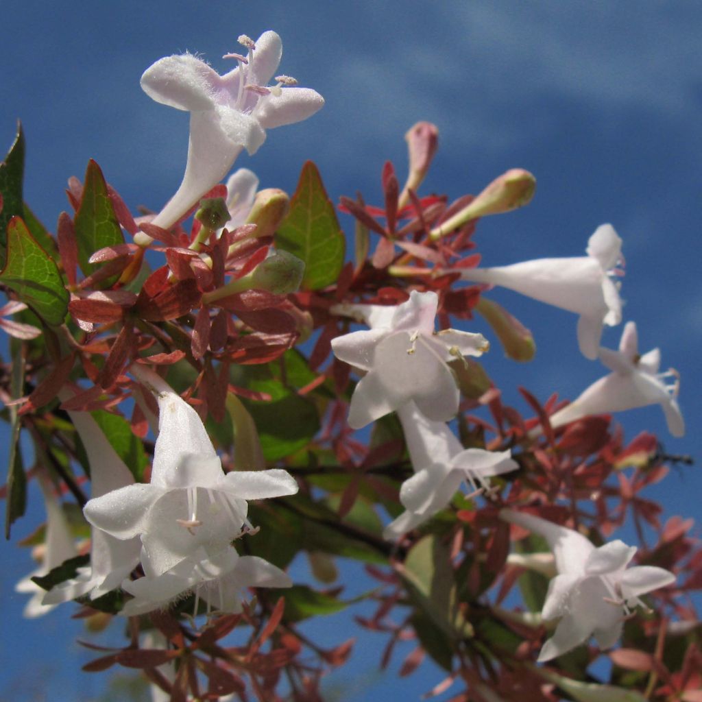 Abelia grandiflora - Glanzende abelia