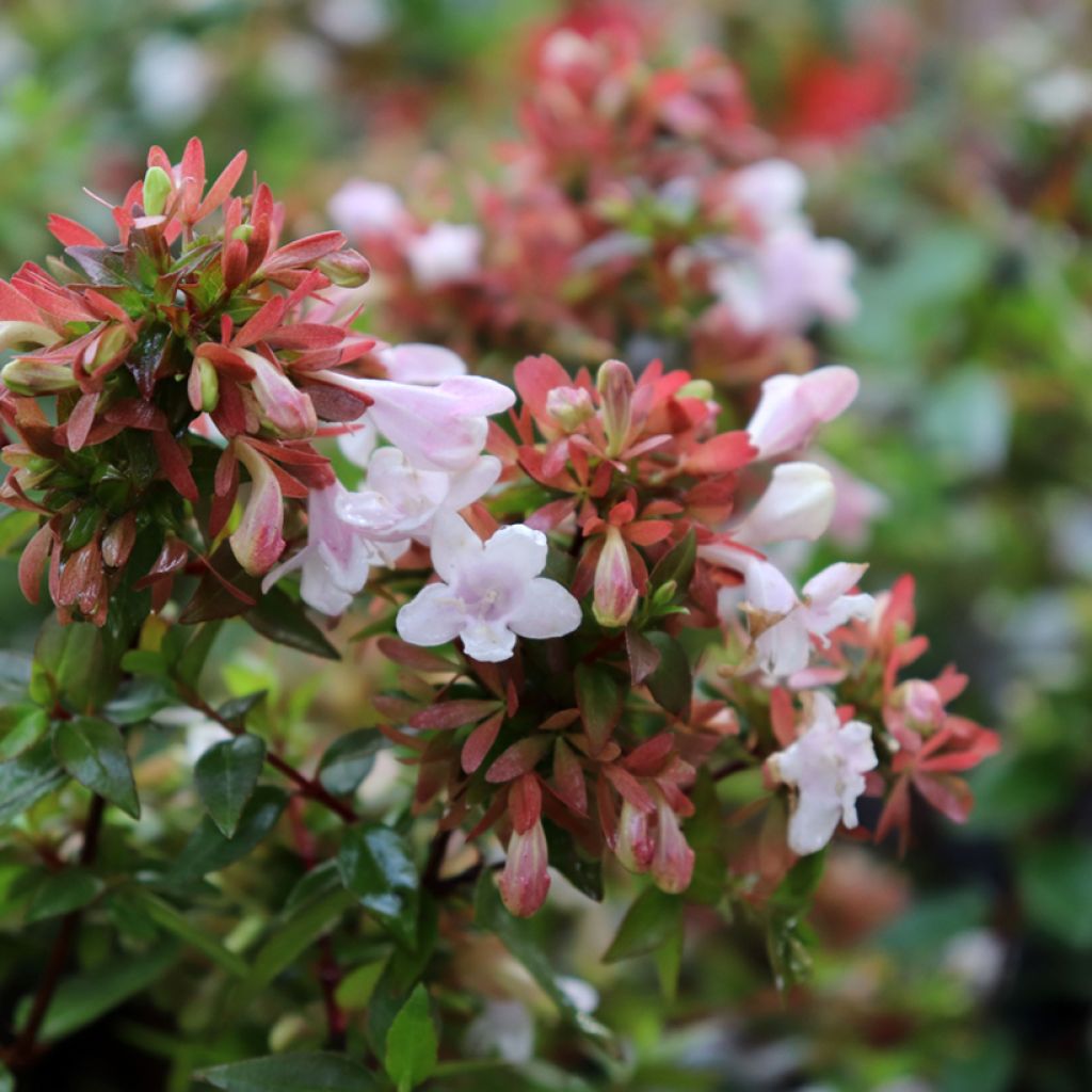 Abelia grandiflora - Glanzende abelia