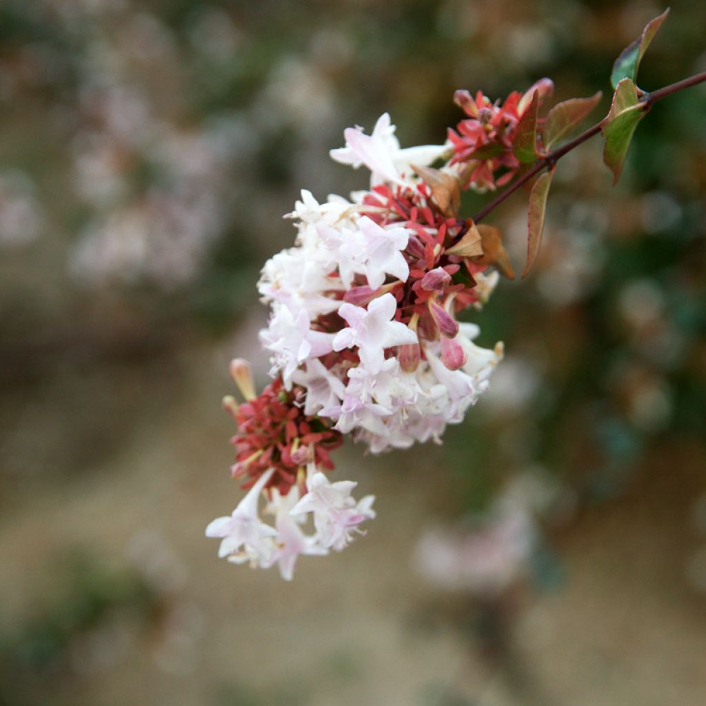 Abelia grandiflora - Glanzende abelia