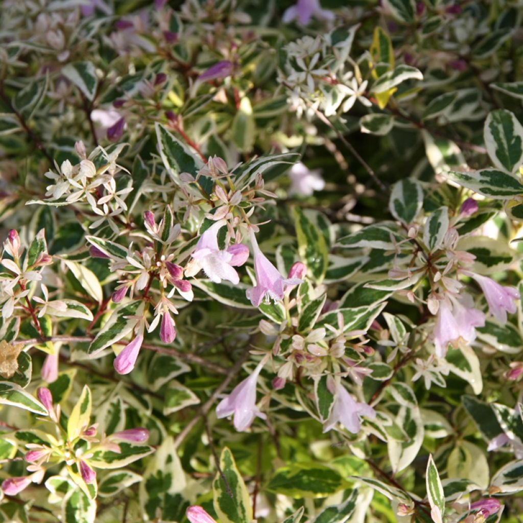 Abelia grandiflora Hopley's - Glanzende abelia