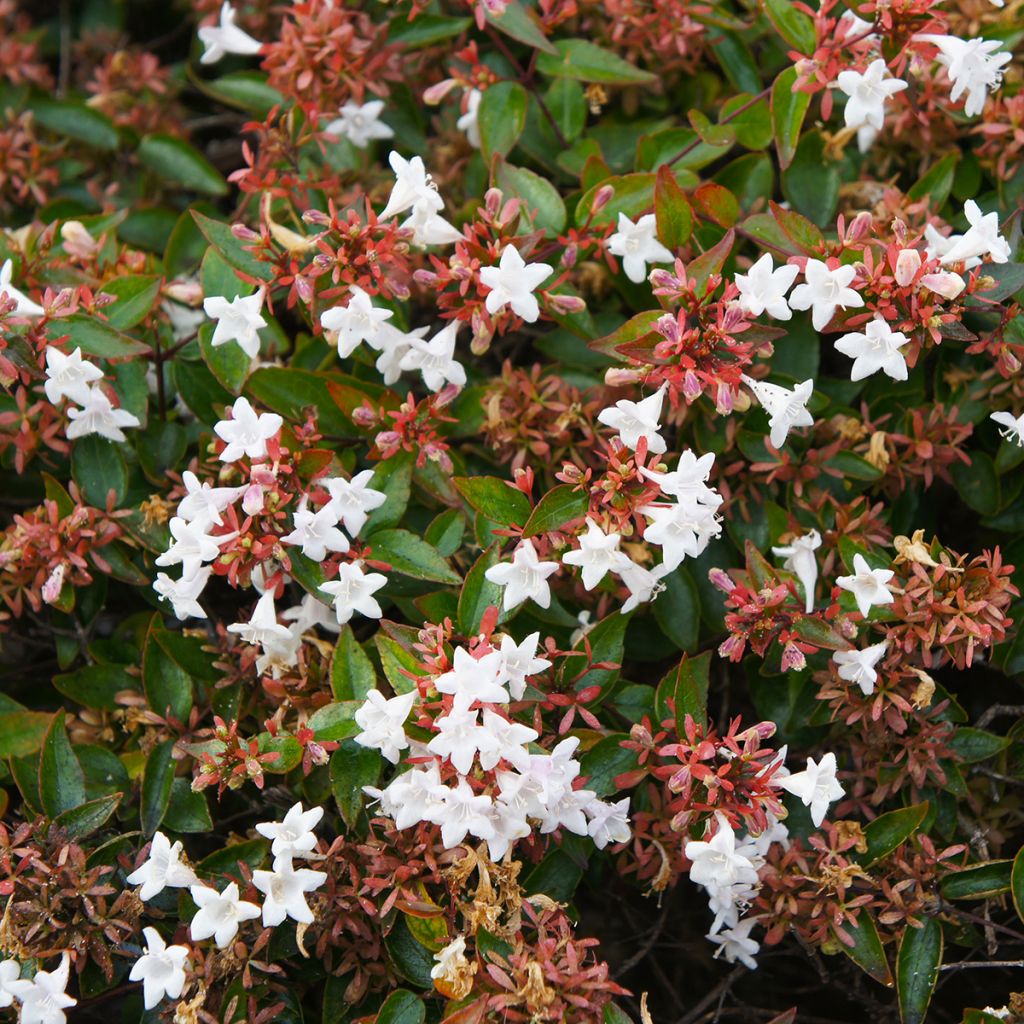 Abelia Pisto - Glanzende abelia