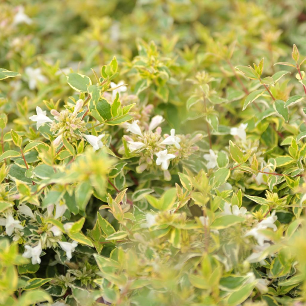 Abelia grandiflora Radiance - Glanzende abelia