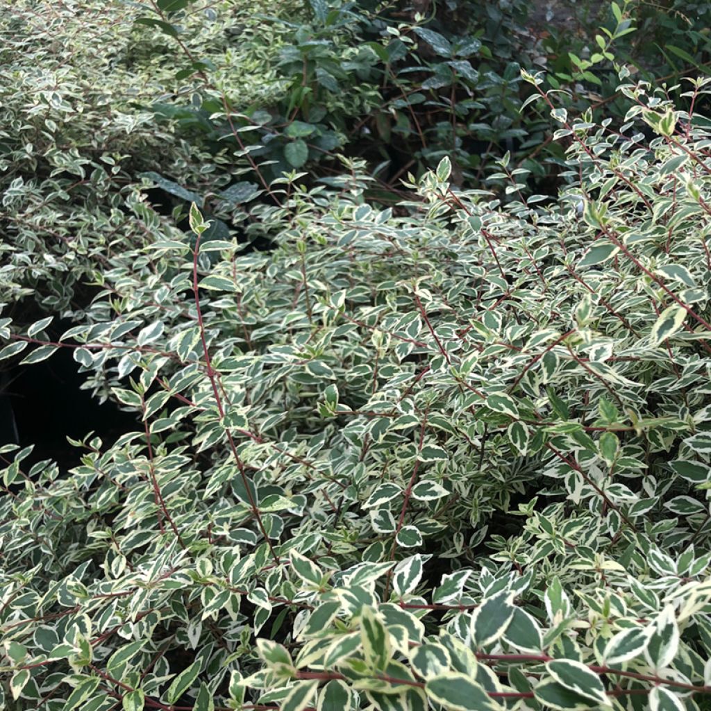 Abelia Sparkling Silver - Glanzende abelia