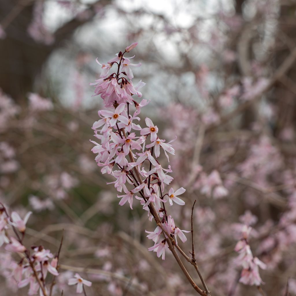 Abeliophyllum distichum - Witte forsythia