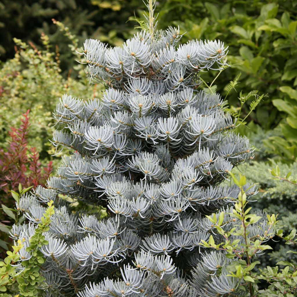 Abies concolor Compacta - Colorado zilverspar