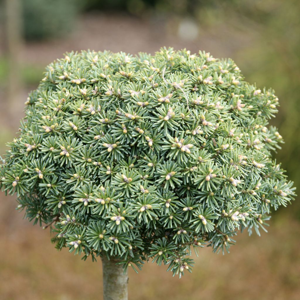 Abies koreana Blauer Eskimo - Koreaanse zilverspar