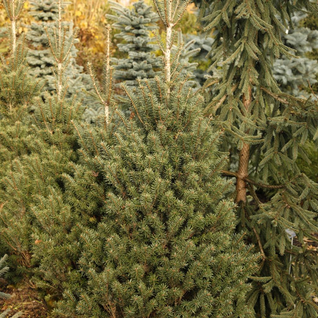 Abies nordmanniana Kulista - Nordmann-spar
