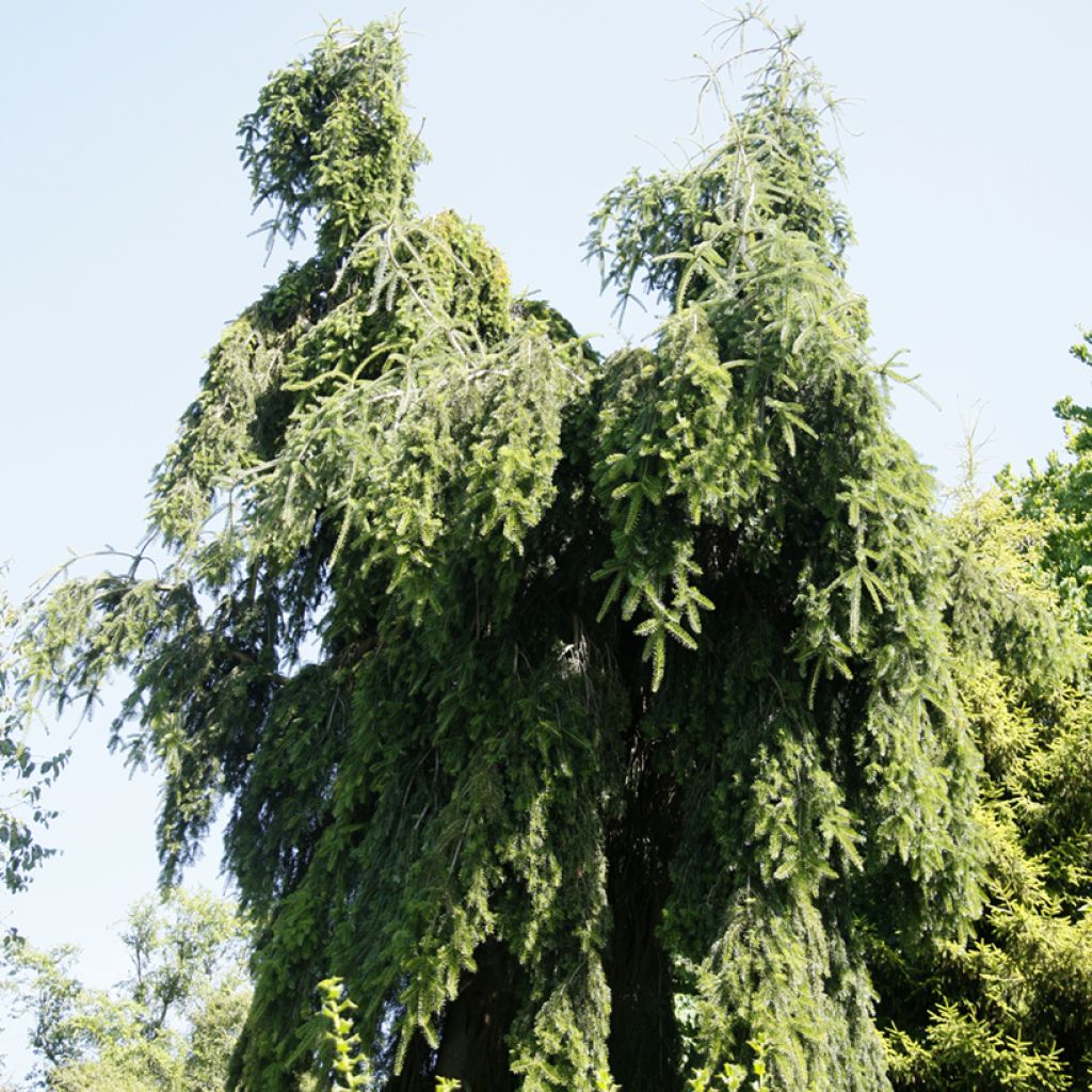 Abies nordmanniana Pendula - Nordmann-spar