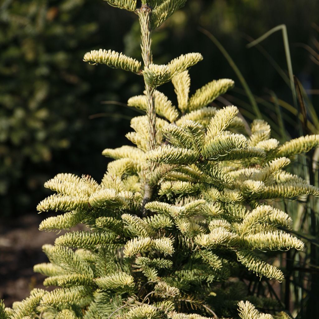 Abies procera Sherwoodii - Edelspar
