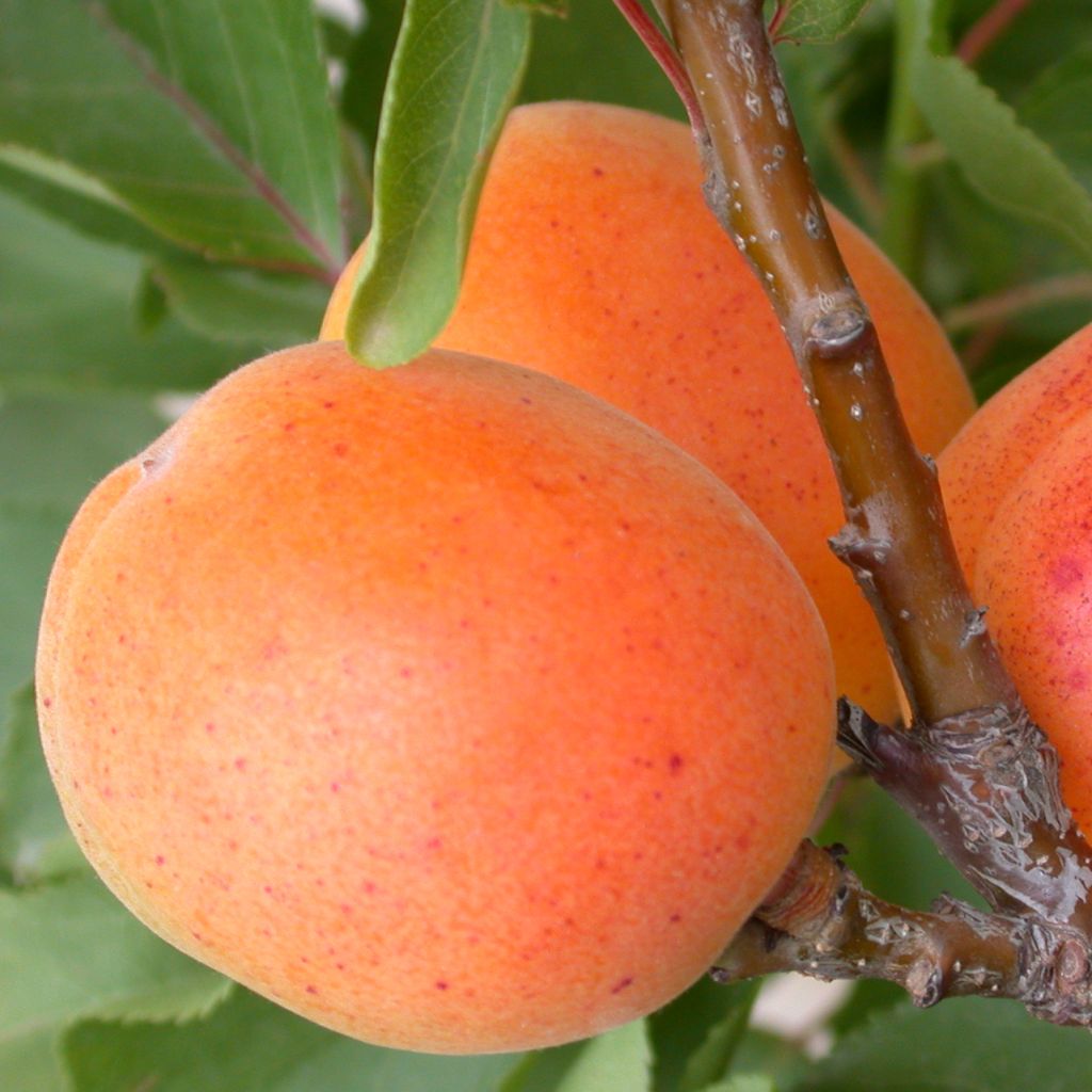 Dwergabrikozenboom Garden Aprigold