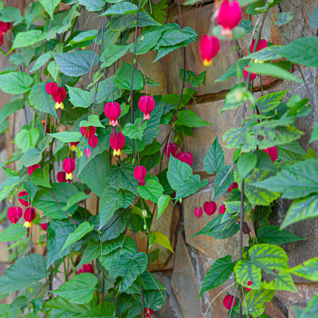 Abutilon megapotamicum - Belgische vlag