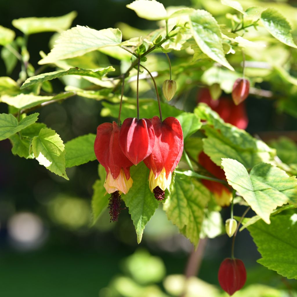 Abutilon megapotamicum - Belgische vlag