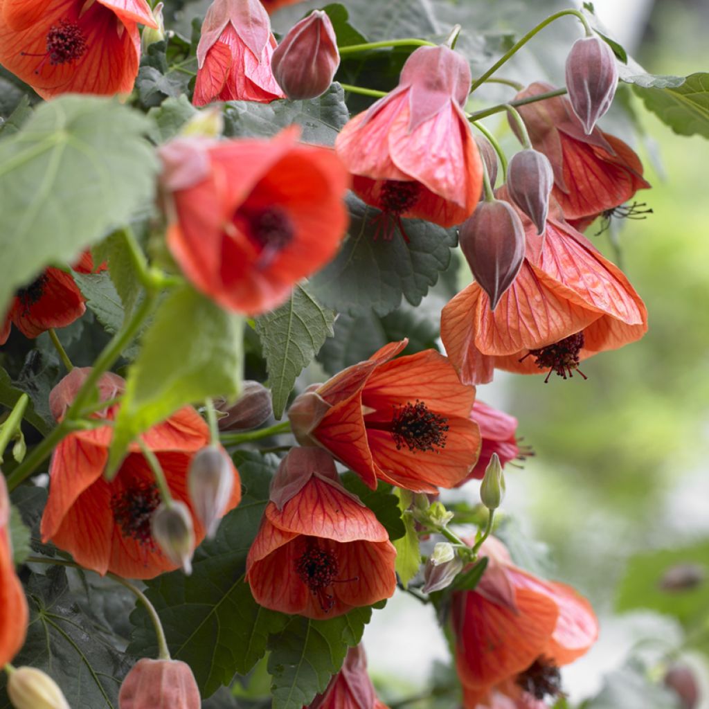 Abutilon megapotamicum Red Trumpet - Belgische vlag